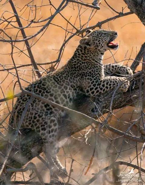 wild